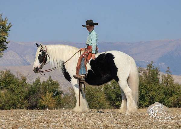 beginner-gypsy-vanner-horse