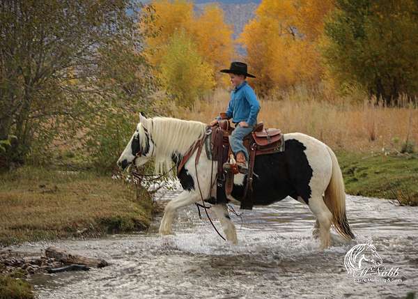 draft-gypsy-vanner-horse