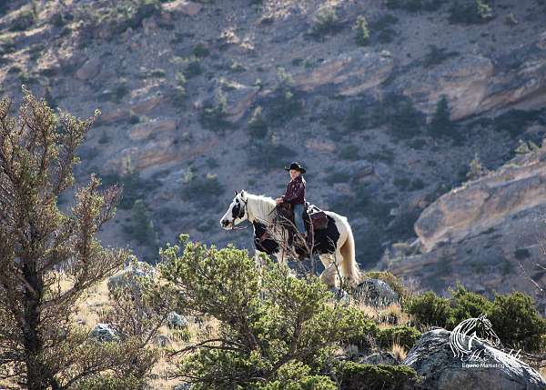 driving-gypsy-vanner-horse