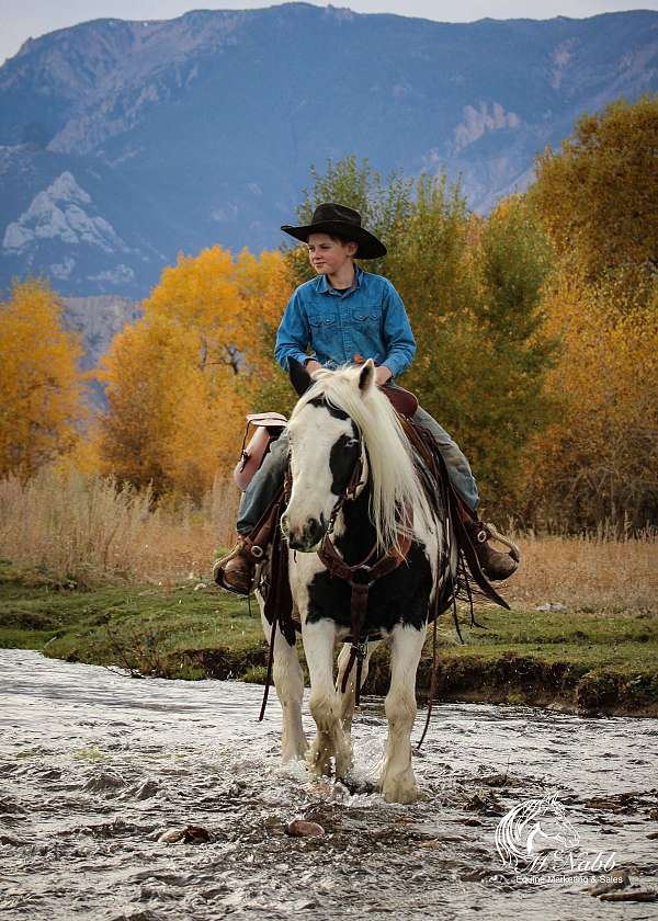 trail-gypsy-vanner-horse