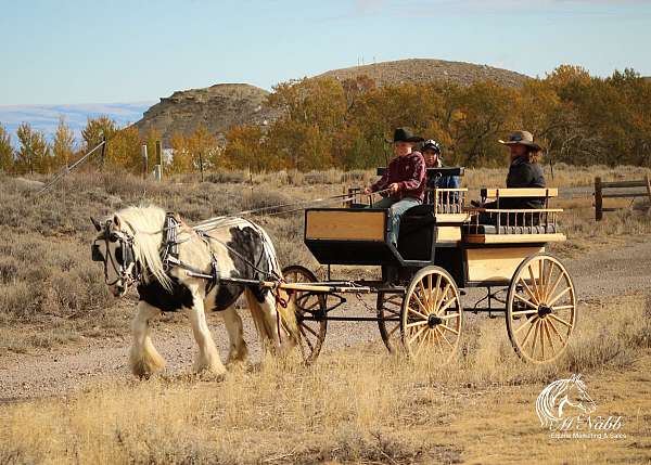 ranch-gypsy-vanner-horse