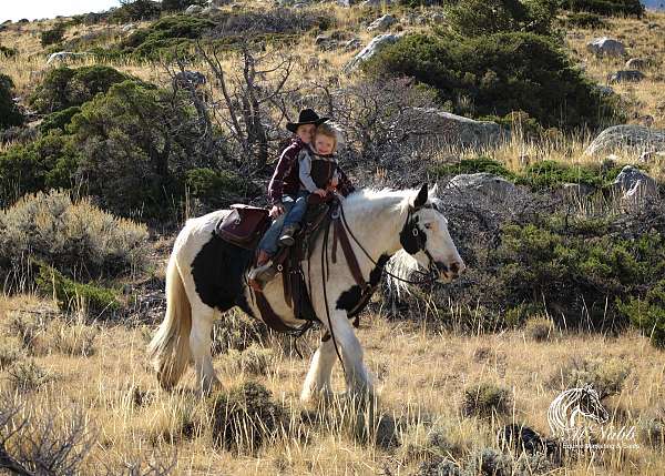 ranch-work-gypsy-vanner-horse