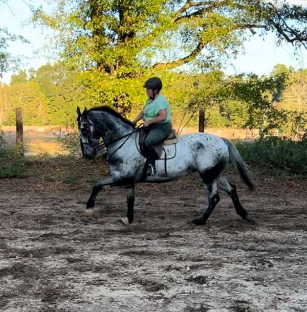 athletic-friesian-horse