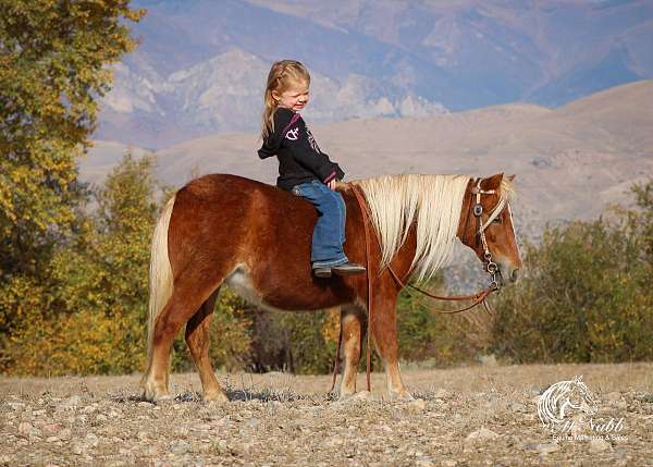 beginner-kid-safe-pony