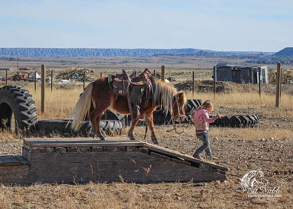 beginner-kid-safe-mare