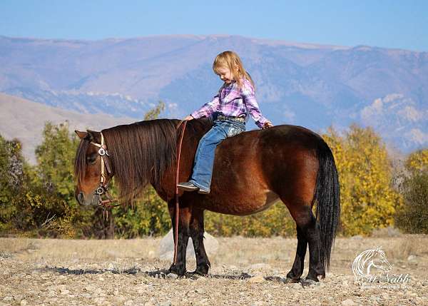 beginner-kid-safe-pony