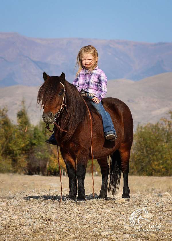 beginner-kid-safe-mare