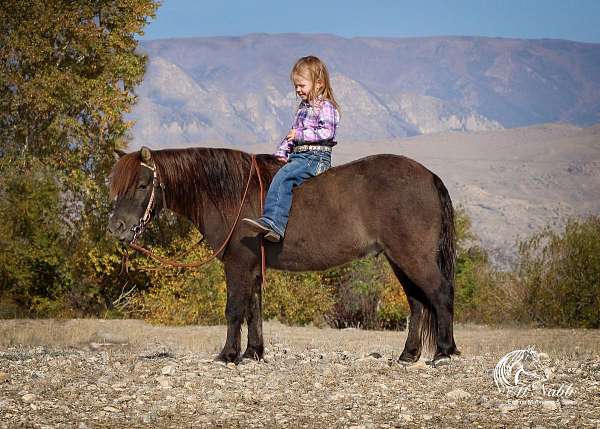 grulla-beginner-kid-safe-pony