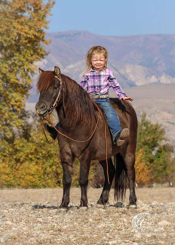 10-hand-grulla-pony