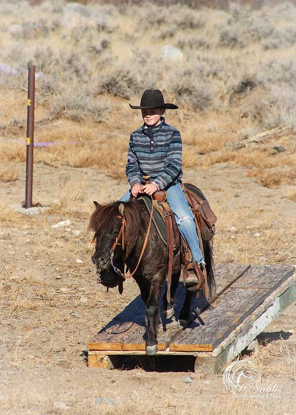 black-pony-quarter-horse