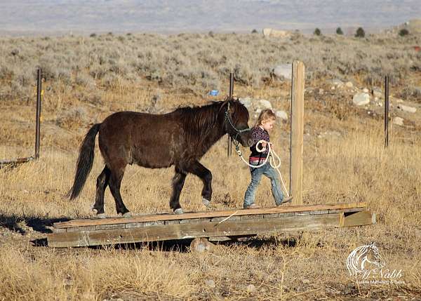 beginner-kid-safe-pony