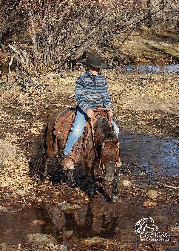 black-pony-quarter-horse-gelding