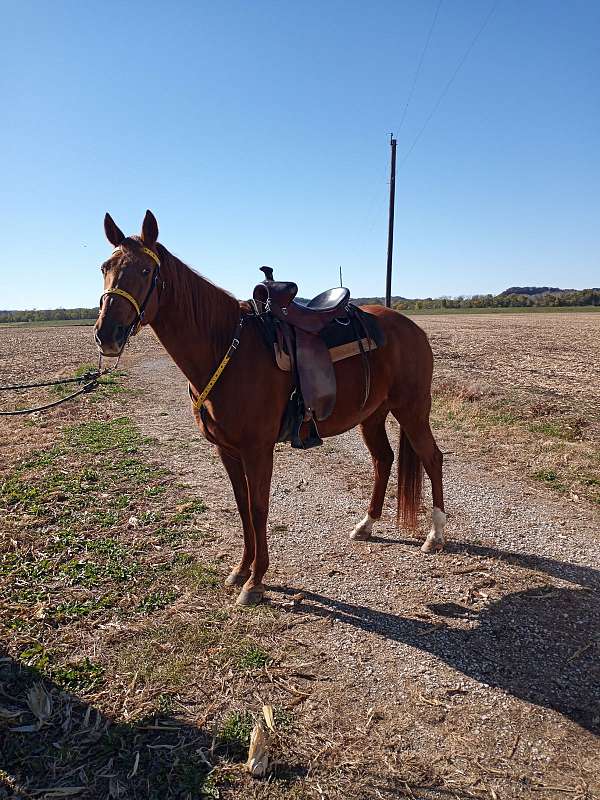 small-star-white-rear-heals-horse