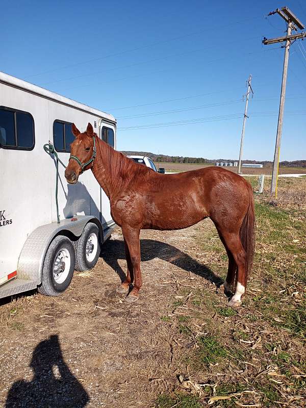 sorrel-small-star-white-rear-heals-horse