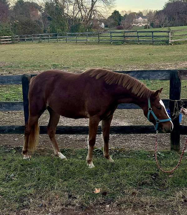 show-pony-shire-horse