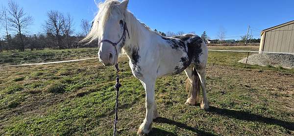 lots-of-potential-gypsy-vanner-horse