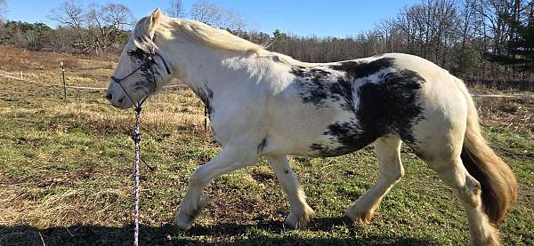 loud-gypsy-vanner-horse