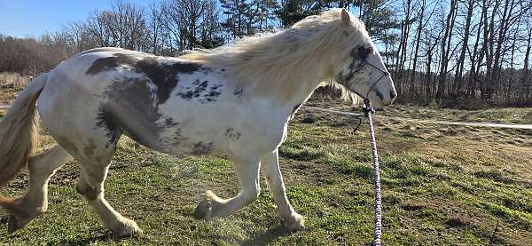 loud-noises-gypsy-vanner-horse