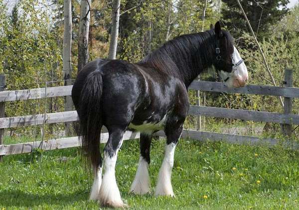 driving-clydesdale-horse