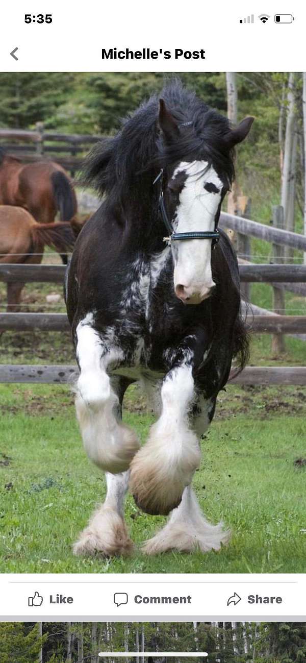 husband-safe-clydesdale-horse