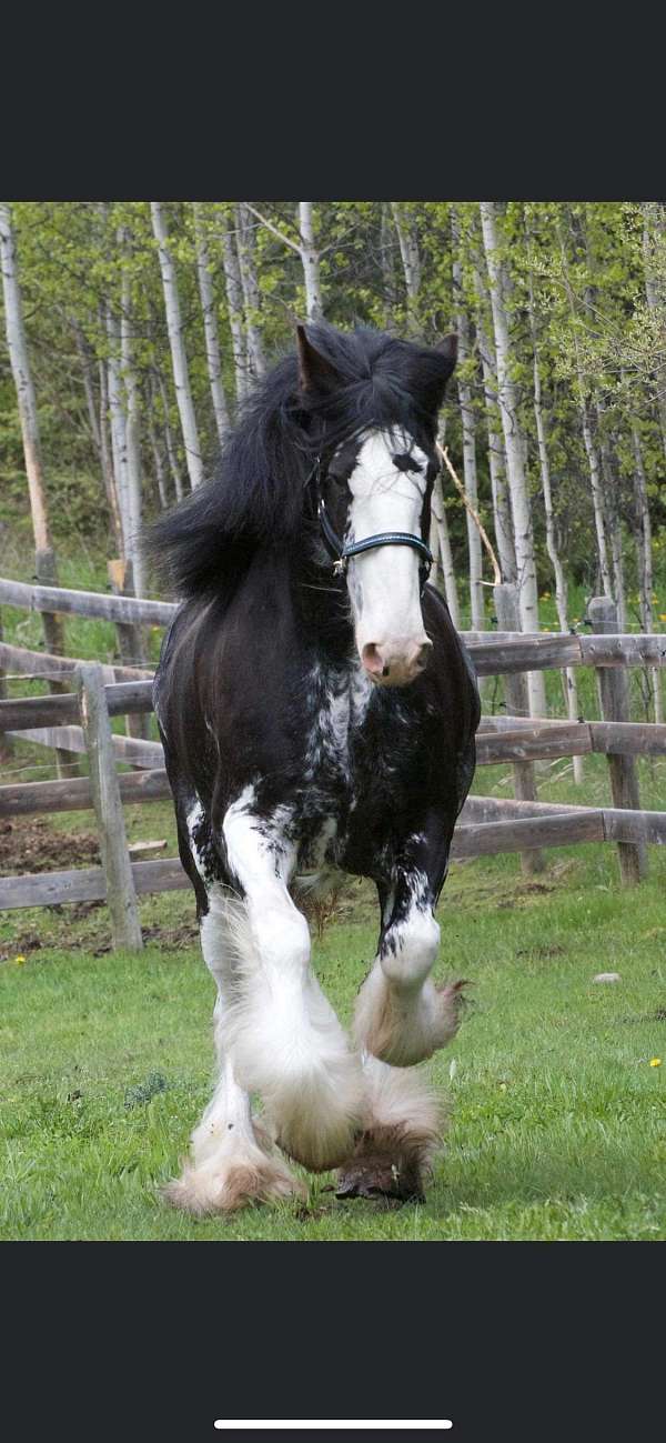 longe-line-clydesdale-horse