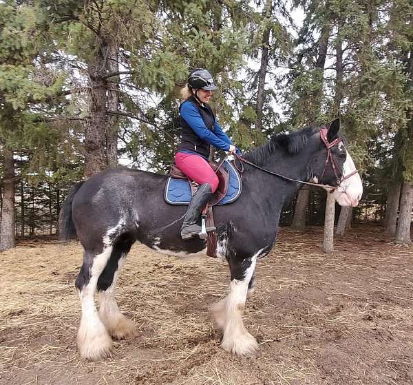 black-face-white-extending-over-muzzle-to-right-side-underjaw-horse