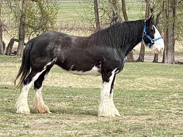 black-black-face-white-extending-over-muzzle-to-right-side-underjaw-horse