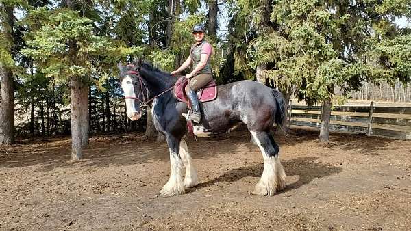 attention-clydesdale-horse