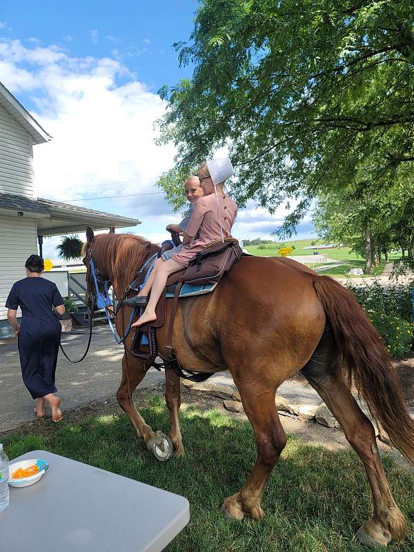 loading-draft-horse