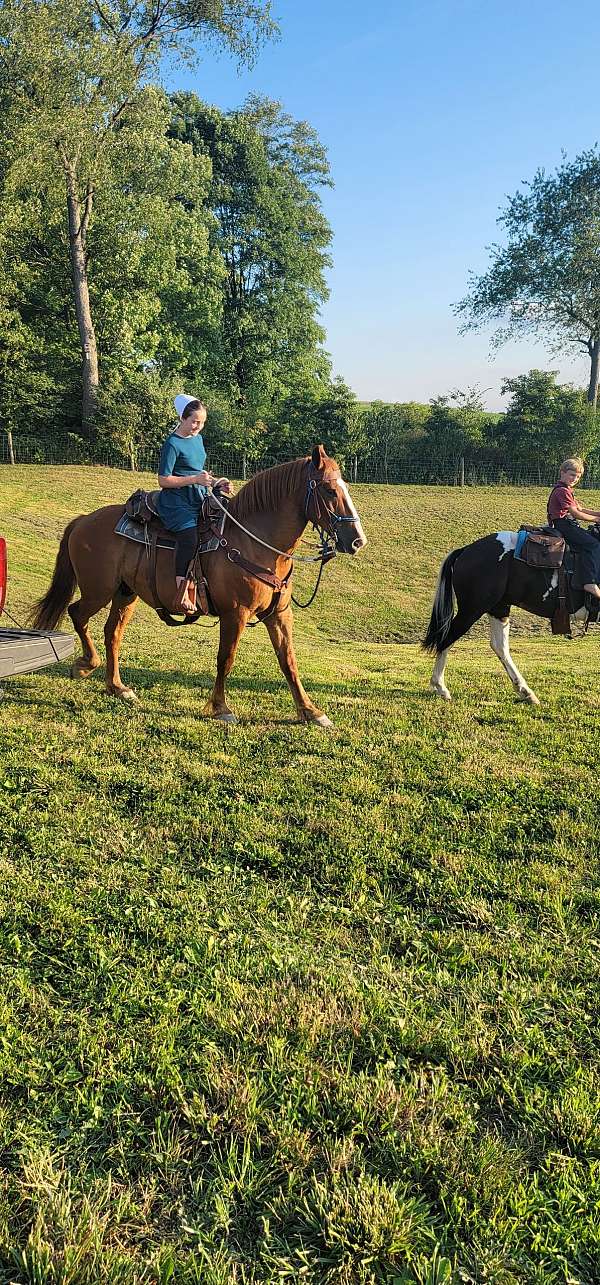 moonlight-draft-horse