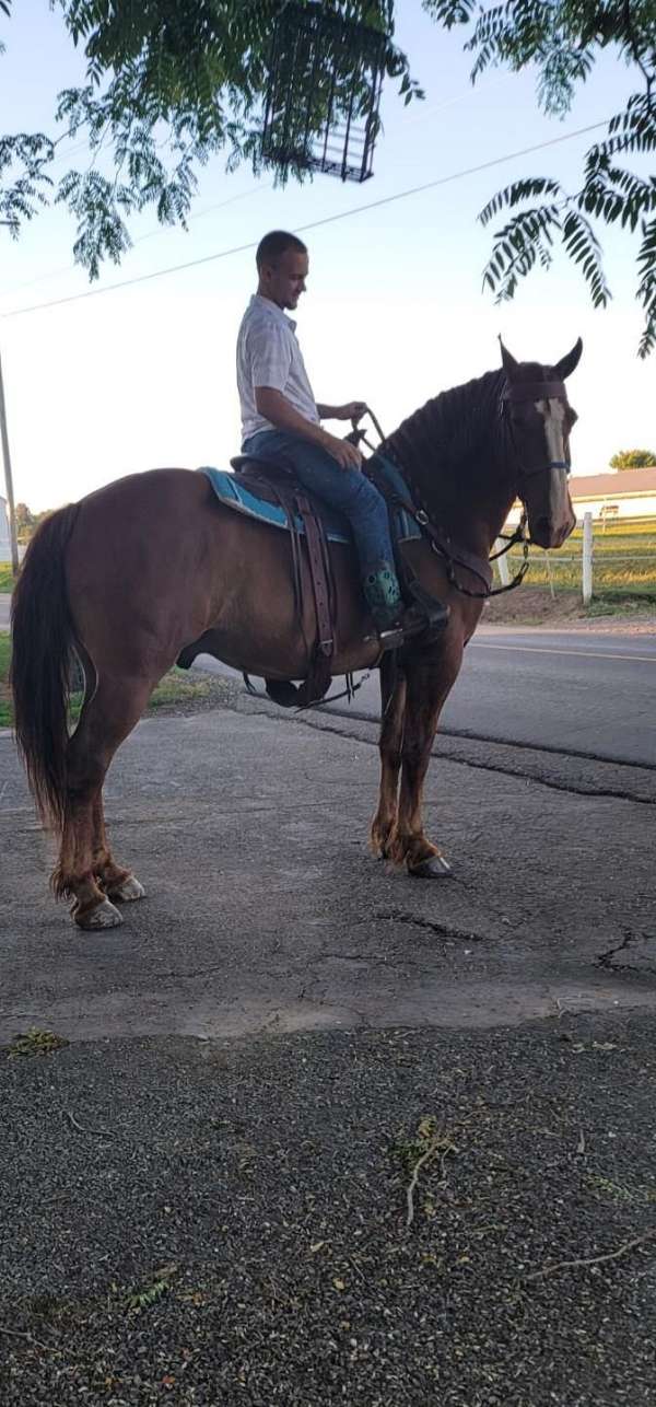 ride-drive-draft-horse