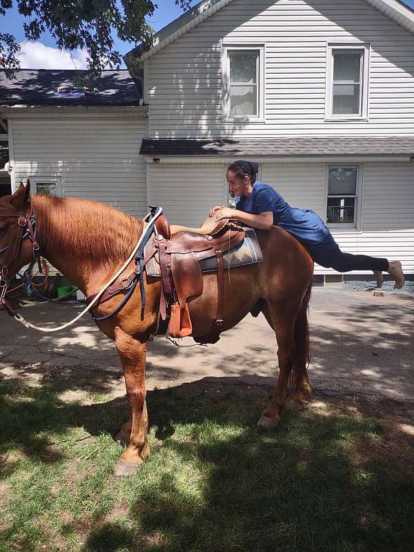 suffolk-punch-gelding