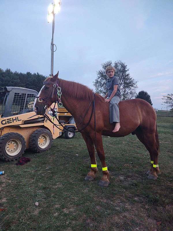 broke-to-ride-draft-horse