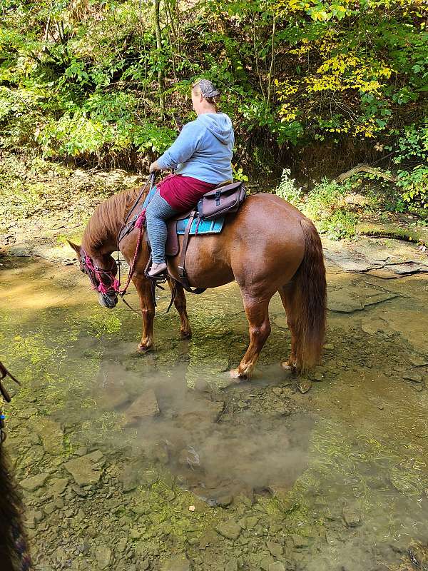 leg-pressure-draft-horse