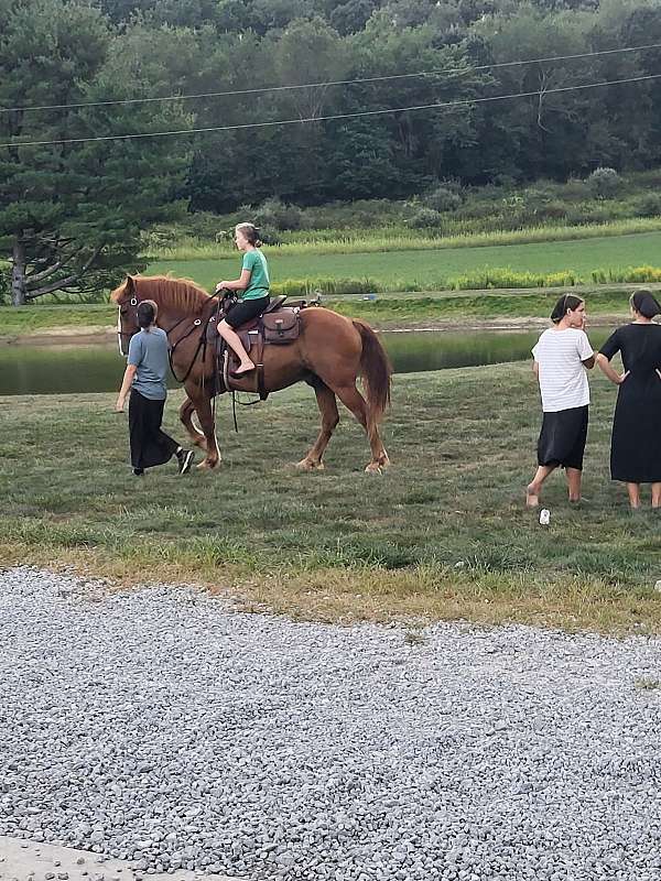 dead-broke-draft-horse