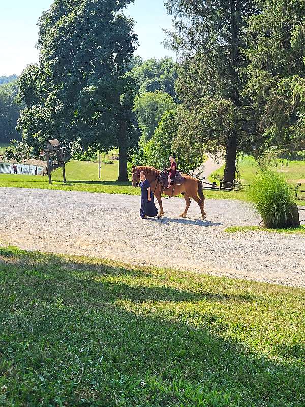 draft-horse