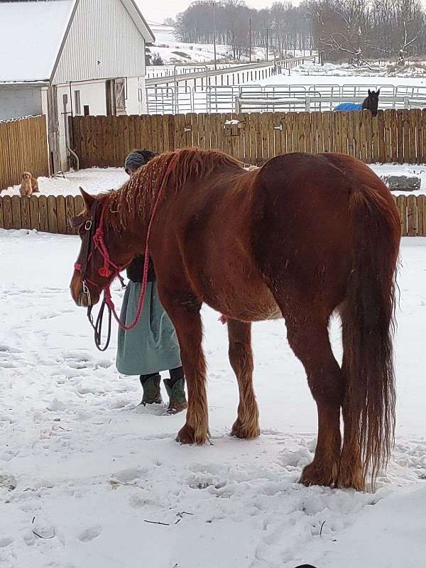 leg-draft-horse