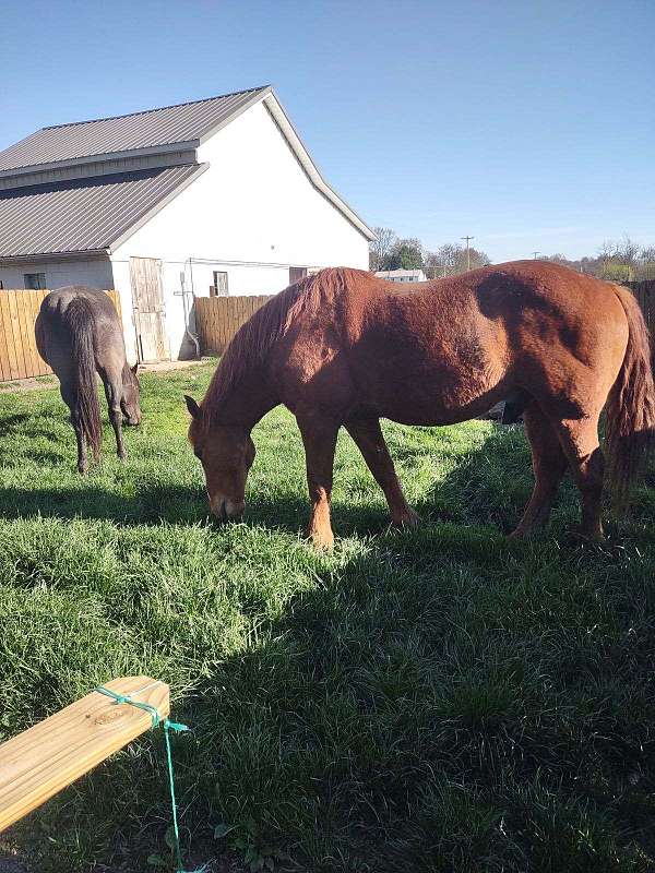 cash-draft-horse