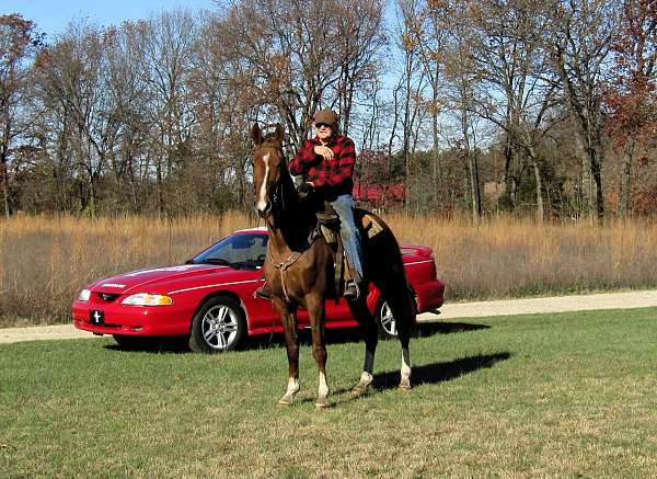 beginner-tennessee-walking-horse