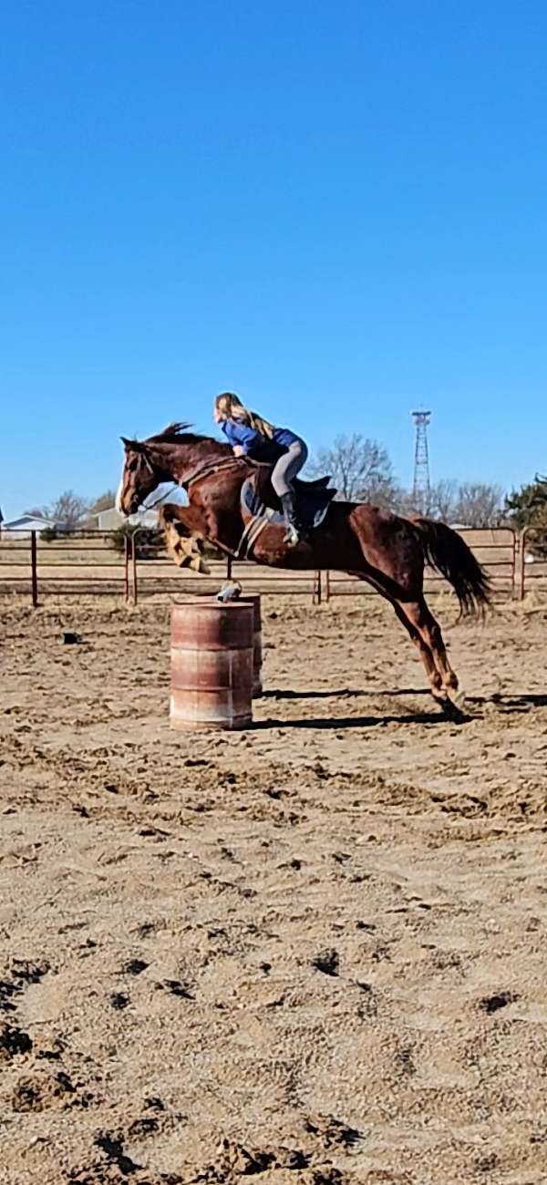 quarter-horse-gelding