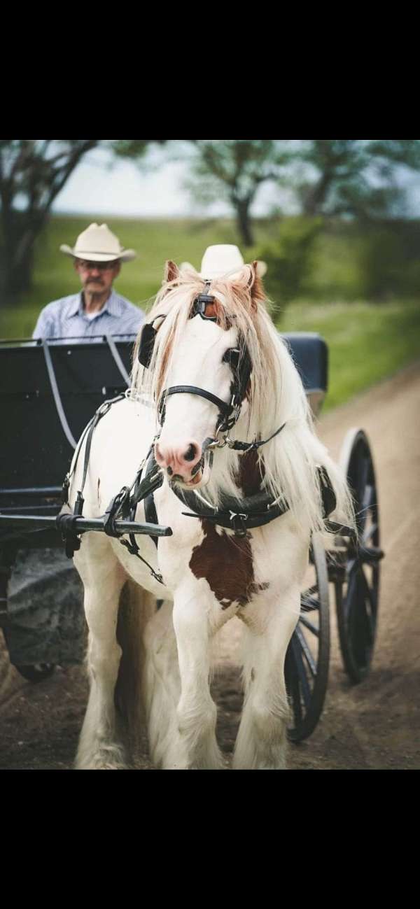 white-base-w-red-tobiano-splash-horse