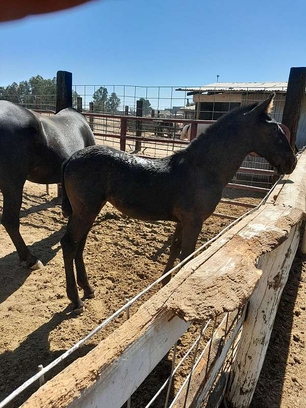 awesome-disposition-andalusian-horse