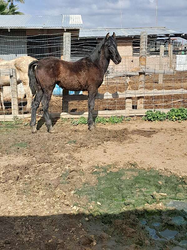 catalina-andalusian-horse