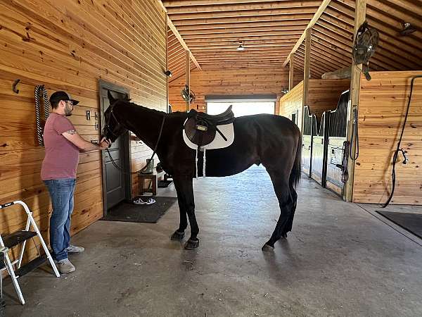 english-pleasure-thoroughbred-horse