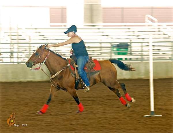 breakaway-quarter-horse