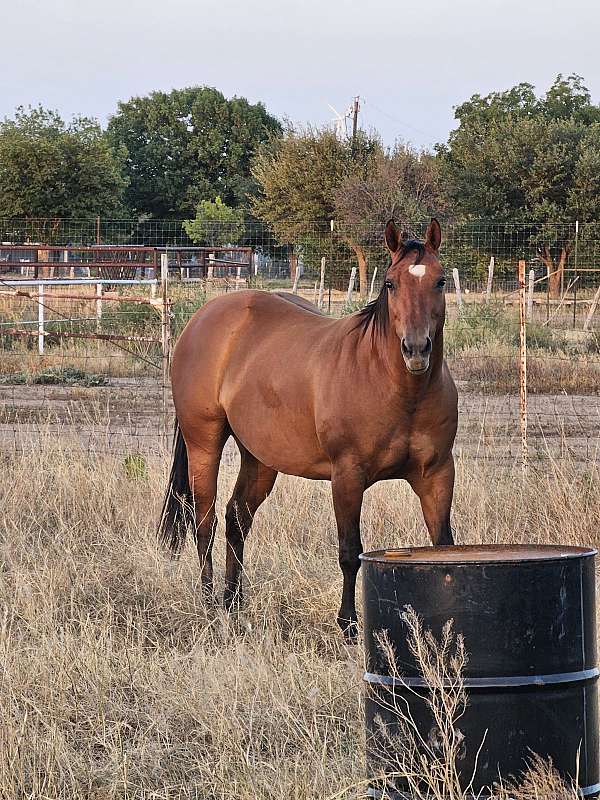 quarter-horse-mare