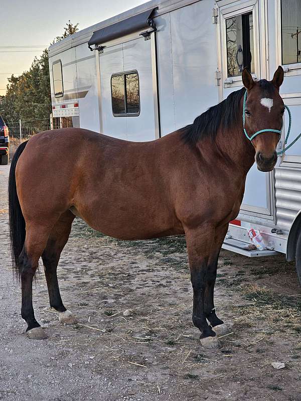 calf-roping-quarter-horse