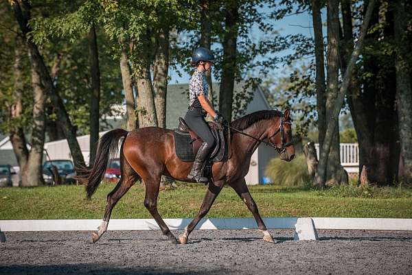 bay-roan-3-socks-horse