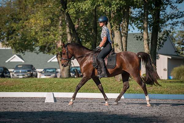 bay-roan-quarab-horse