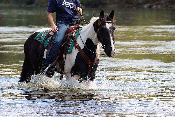 tobiano-horse